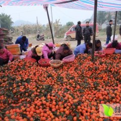 环江沙糖桔口感爽口,广西环江家文果业诚信与您合作