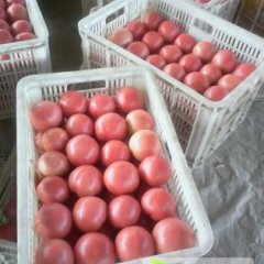 东昌府侯营时殿彬7月瑞星西红柿