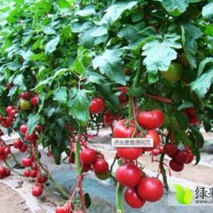 2014滕州西红柿今年价格有看点