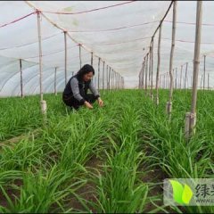 尉氏庄头张英10月 富生韭菜