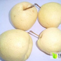 礼泉梨逐渐升温,城关贺明智诚信合作