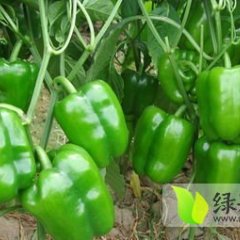 莘县辣椒火爆招商中,魏庄乜增良诚信合作