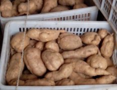 2014东港红薯收购工作全面开展