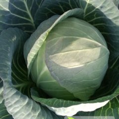 湖南君山绿缘圆球甘蓝绿色无公害