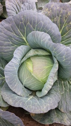 嘉鱼甘蓝火热上市,牌州谢彪诚信合作