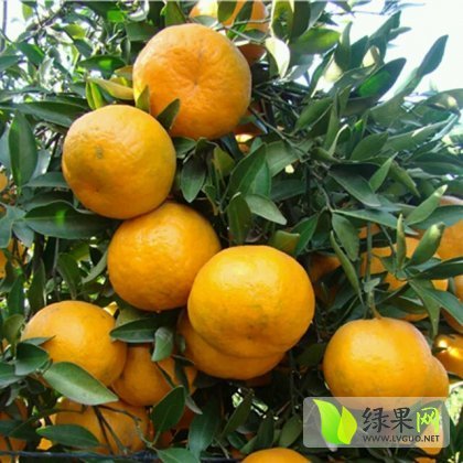 2015年湖南麻阳椪柑价格