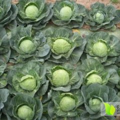 河南新野旺旺甘蓝逐渐升温