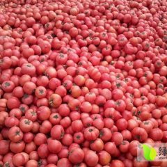 山东禹城西红柿大量上市
