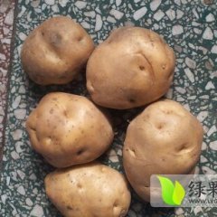 围场土豆全面上市，品种多，欢迎前来选购