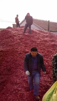 2014德城辣椒价格波动不大