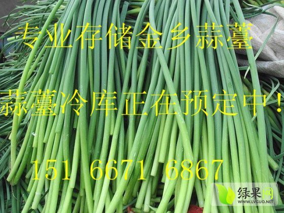 2015年山东金乡蒜薹价格