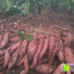 2015预定脱毒尨薯九种薯 薯苗