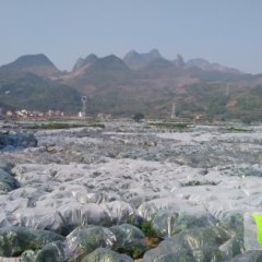 阳朔兴坪谢丽君12月春甜桔沙糖桔