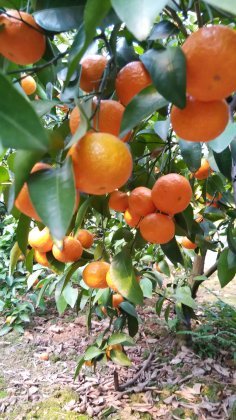 阳朔兴坪谢丽君12月沙糖桔