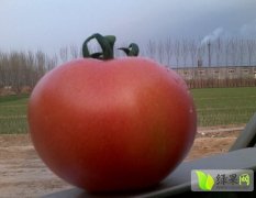 禹城西红柿著名品种,西环韩先生诚信合作