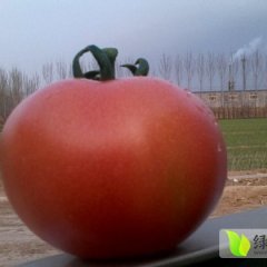 禹城西红柿著名品种,西环韩先生诚信合作