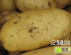 新泰刘杜高慎美10月鹤声种土豆