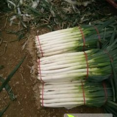 2014滕州大葱走过路过不要错过