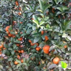 江洲沙糖桔产销两旺,驮卢黄统占诚信合作