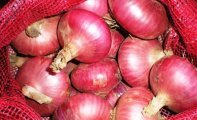长期供应洋葱
