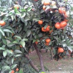 全州沙糖桔名扬天下,咸水程好诚信合作