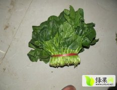 2014东昌府菠菜抓住商机无限