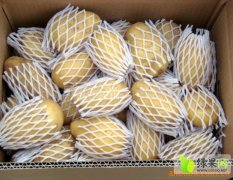山东青州12月荷兰十五土豆出售，价低