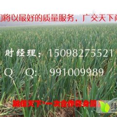 滕州大葱早买早赚,界河时经理诚信合作