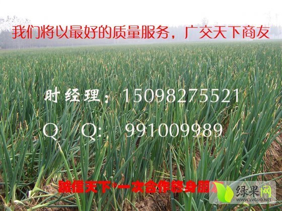 2014年山东滕州铁杆大葱价格