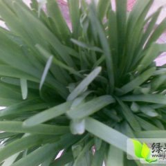 河北抚宁雪韭韭菜绿色无公害