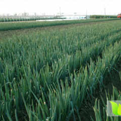 2017年自产铁杆大葱大量上市