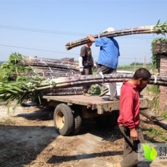 广东黑皮甘蔗涨价疯狂价格新高