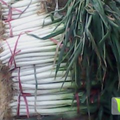 河南新野日本大葱质量上乘