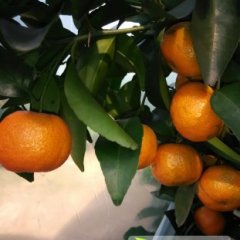 广西柳城县大量沙糖桔上市中！！