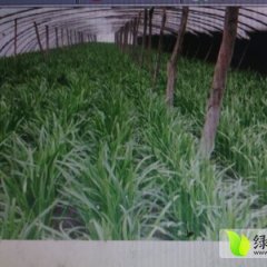 中牟藕池任无公害韭菜生产基地