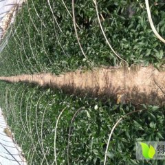 2014清浦辣椒今年价格有看点