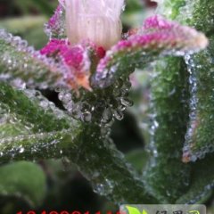 非洲冰草 冰草种子 成品菜