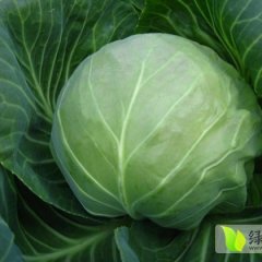 2014莒南甘蓝价格波动不大