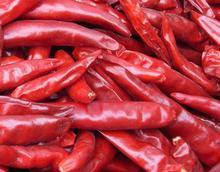 2014忻府辣椒抓住商机无限