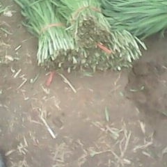 鹤壁市新镇韭菜露地二刀0.3~0.4元