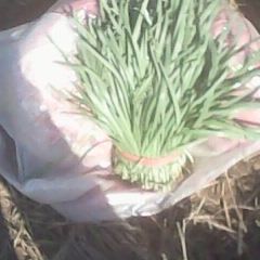 鹤壁市新镇孙先生：绿色钩韭