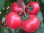 2014寿光番茄种子价格波动不大