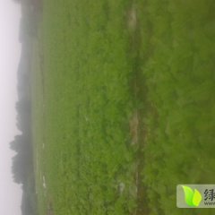 2014武鸣芥菜抓住商机无限