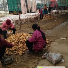 滕州土豆口感爽口,万家果蔬合作社欢迎您