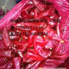 2014德城辣椒现在订货有惊喜