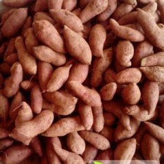 四川雁江徐薯19红薯随行就市