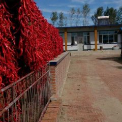 昌图干辣椒色好够味 三江刘雨军诚信合作