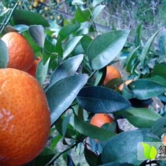 封开南丰甘汉9月沙糖桔