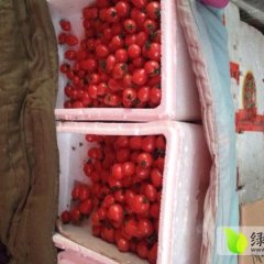 平度西红柿聚焦市场,旧店吕登昌诚信合作