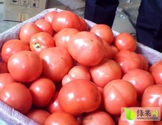 费县 薛庄 冬季暖棚硬粉西红柿现已大量上市